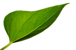 biosafety